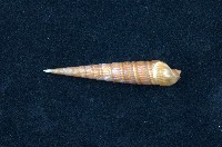 藏品(筍螺)的圖片